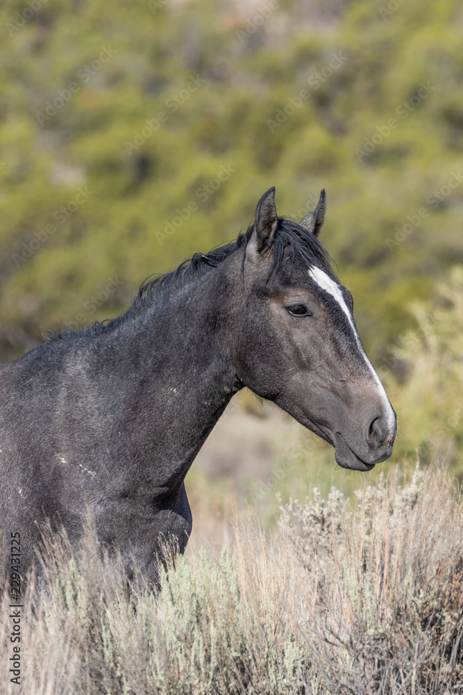 Wild Horse Portrait