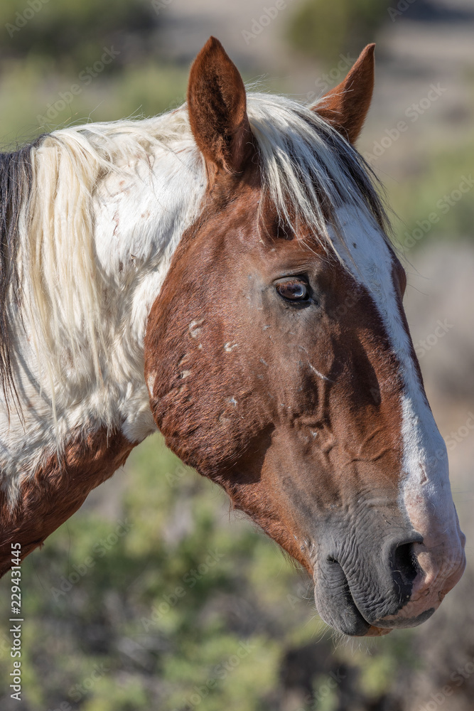 Obraz premium Wild Horse Portrait