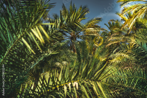 Palm tree grove in the oasis