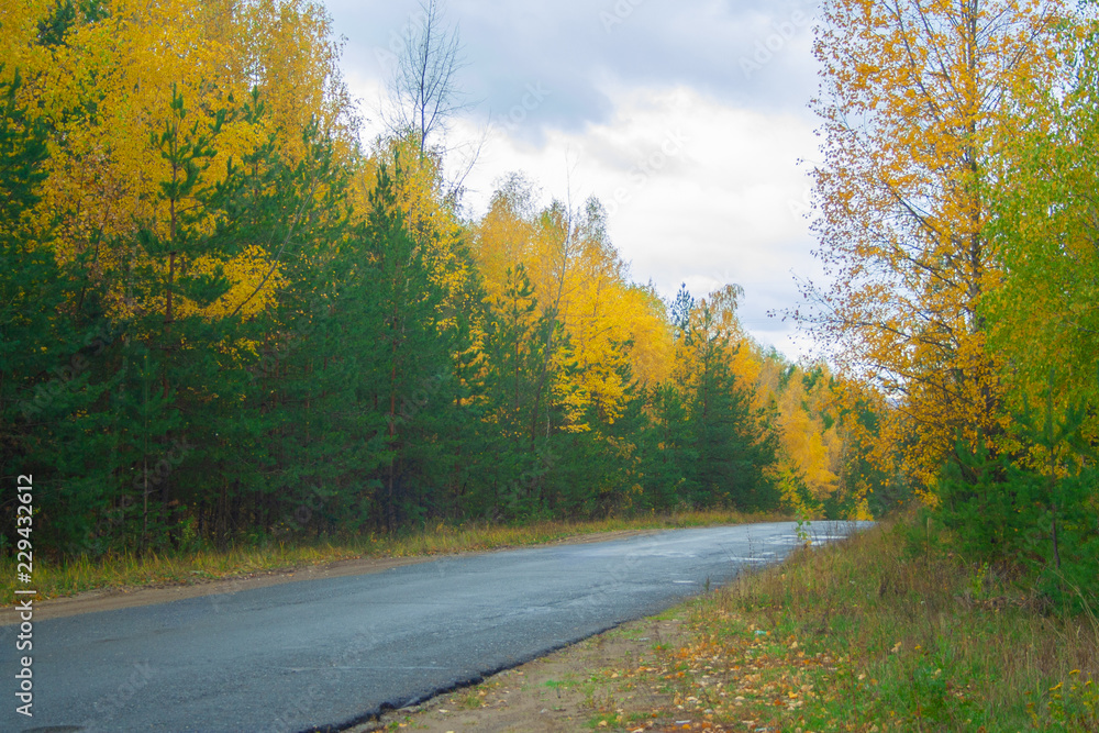 Naklejka premium Road at autumn