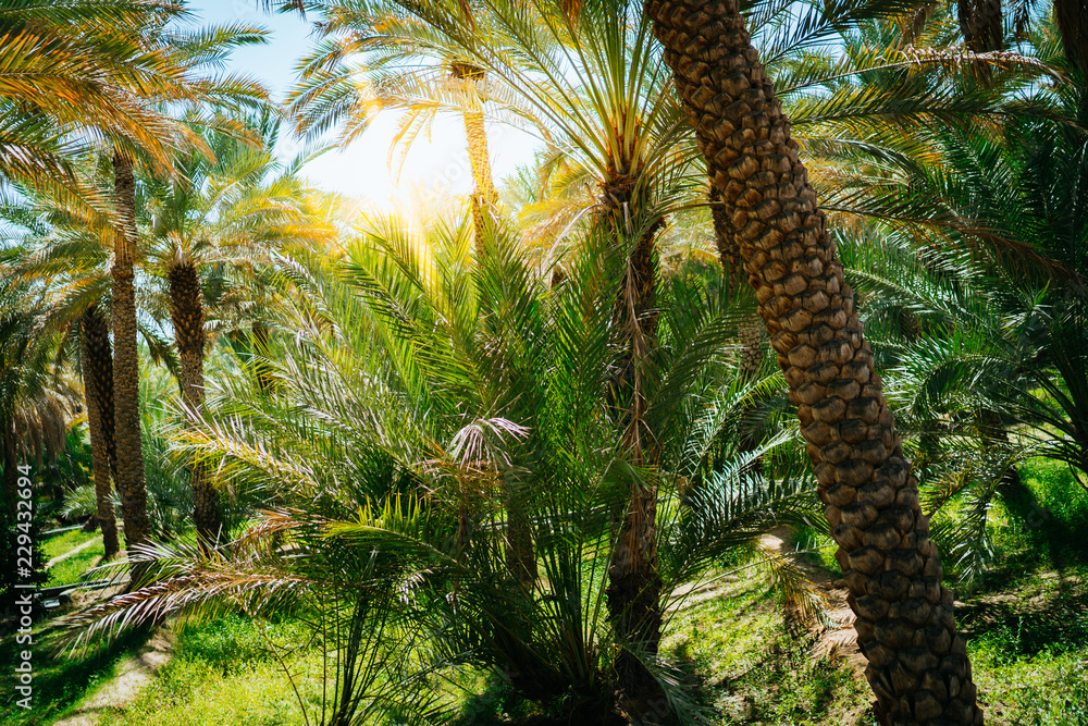 Naklejka premium Palm tree grove in the oasis