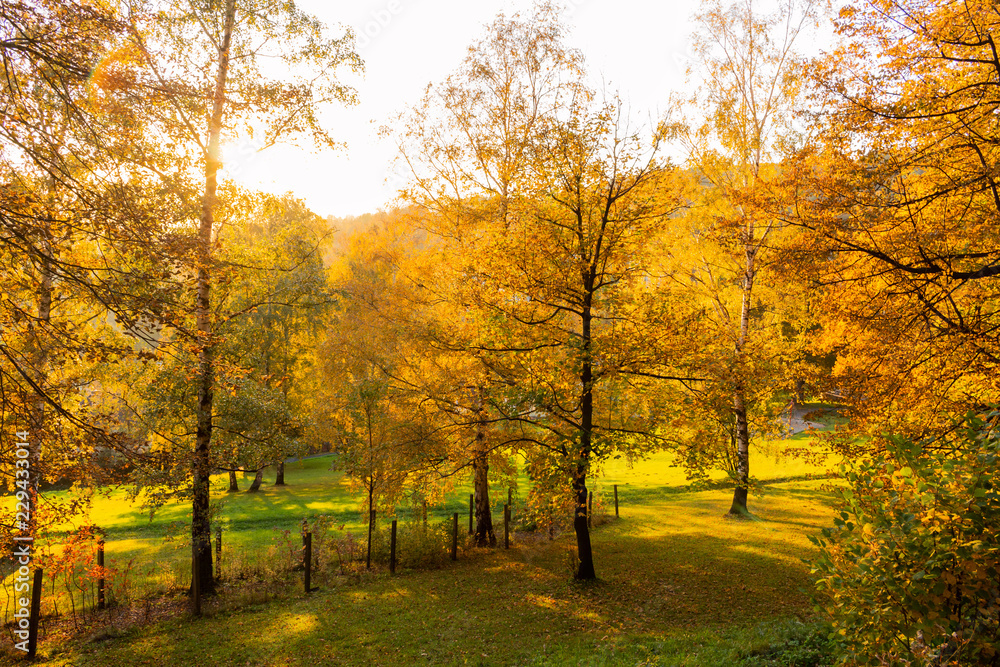 Autumn trees in sunny autumn park lit by sunshine - sunny autumn landscape in bright sunlight
