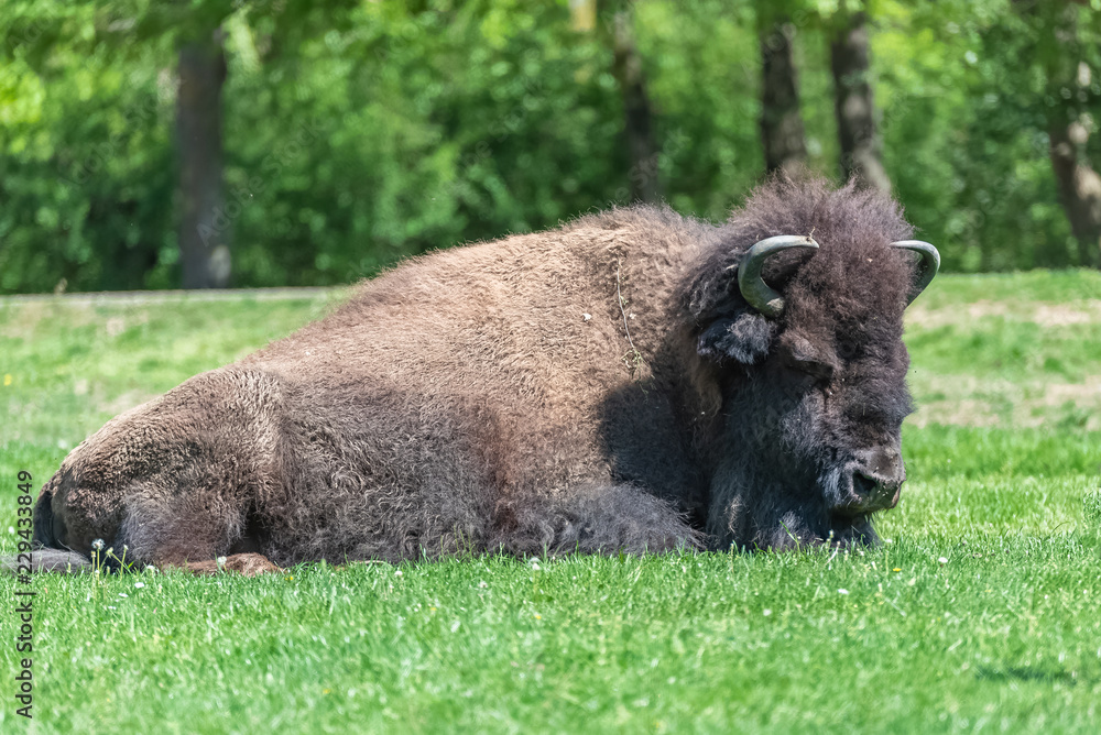 Buffalo lying on the grass, Bison bison, big animal
Buffalo lying on the grass, Bison bison, big animal