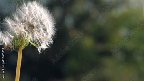 a dandelion whose seeds fly away in the wind