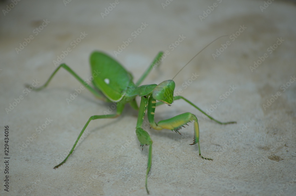 MANTIS RELIGIOSA MANTIS RELIGIOSA