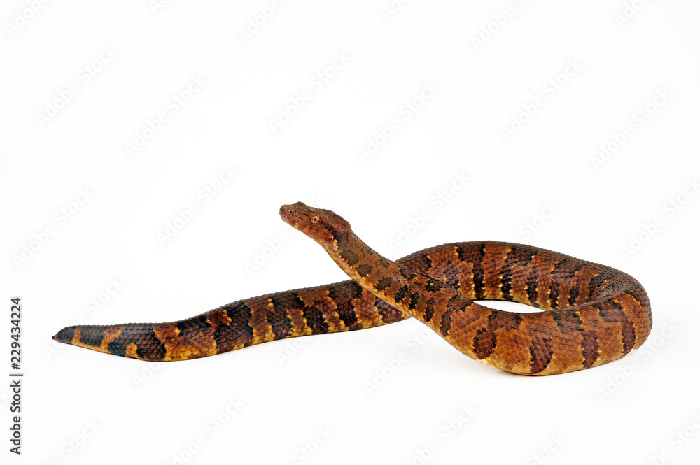 Naklejka premium Neuguinea-Boa (Candoia aspera) - New Guinea ground boa