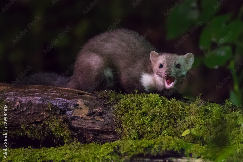 Beech marten mouth open on log at night Beech marten mouth open on log at night