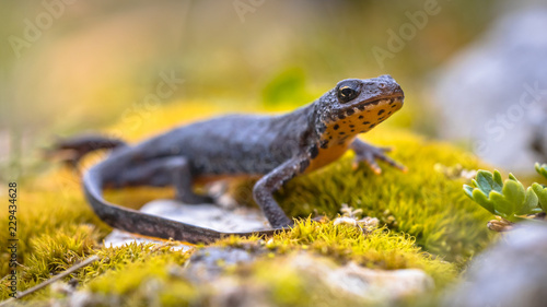 Alpine newt side view on moss and rocks