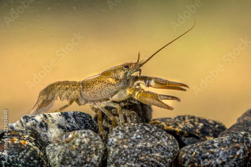 European crayfish on stoney riverbed
