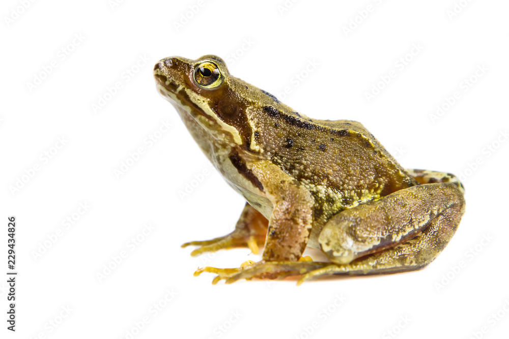 Obraz premium Wyciąć żaba na białym tle