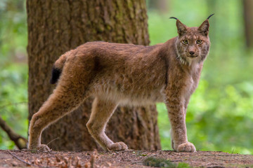 Sierkussen Lynx Euraziatische lynx tussen de bomen  © creativenature.nl