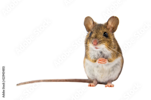 Cute Field Mouse on white background