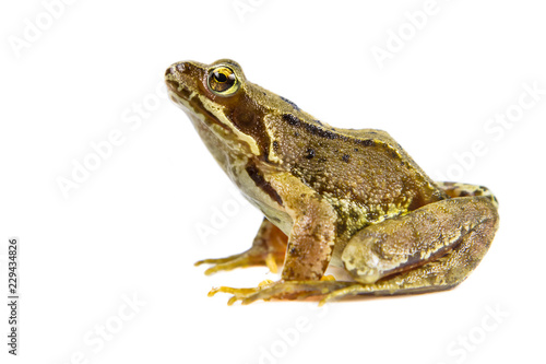 Cut out Common frog on white background