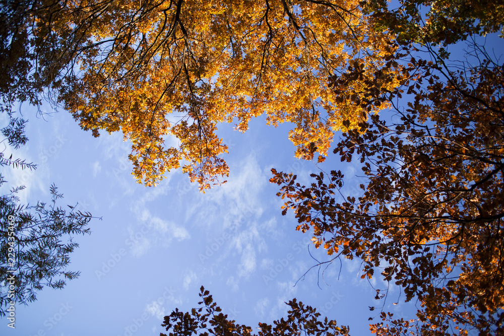 Yellow autumn leaves against a background of blue sky Yellow autumn leaves against a background of blue sky