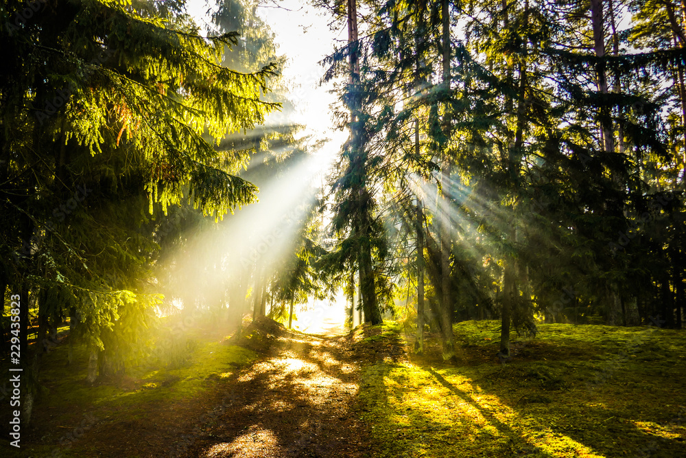 Fototapeta premium Misty sunlight in the forest