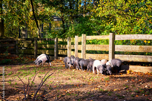 Photography Group of saddleback pig piglets