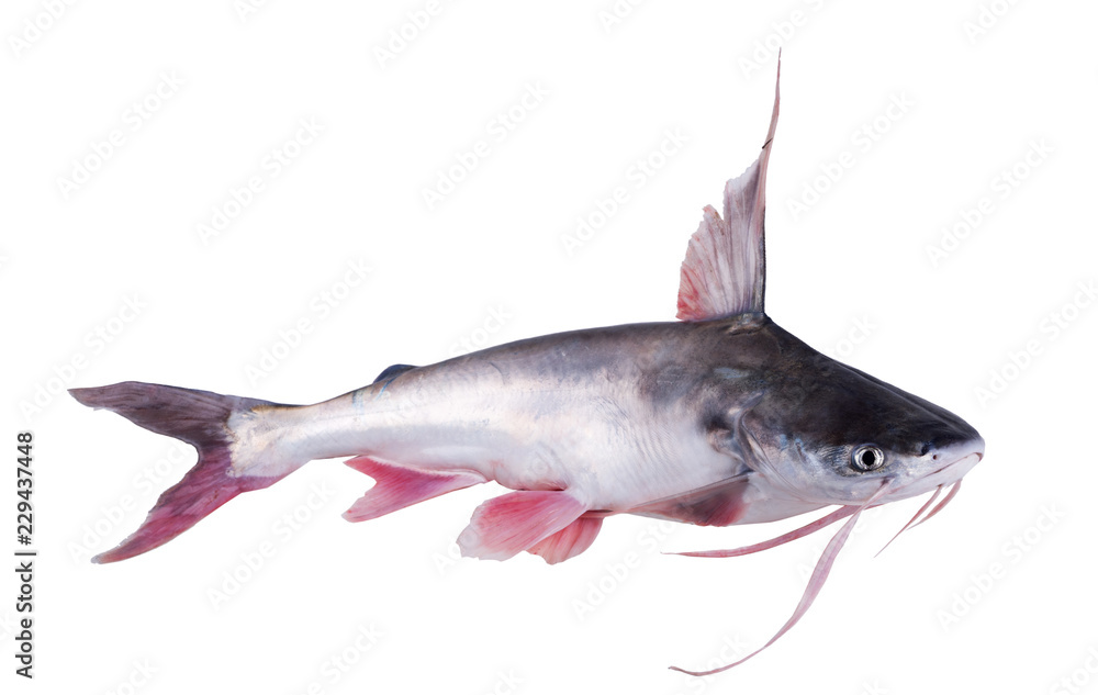 Sea fish gafftopsail catfish (Bagre marinus) general form. Isolated on white background Stock