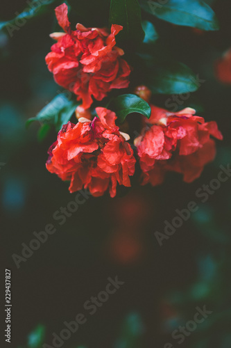 Pomegranate blossoms against a dark background