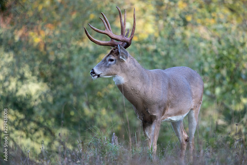 A mature buck whitetail deer.