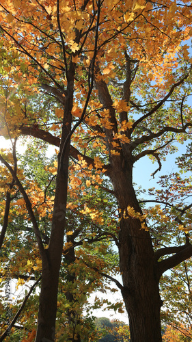 autumn trees