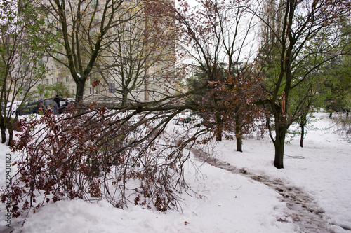 Złamane drzewo, śnieżyca.