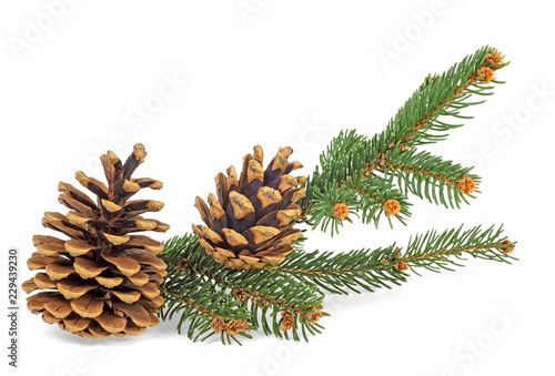 Close up of branch fir with cones isolated on white background