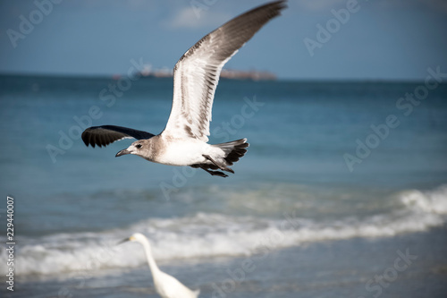 bird, seagull