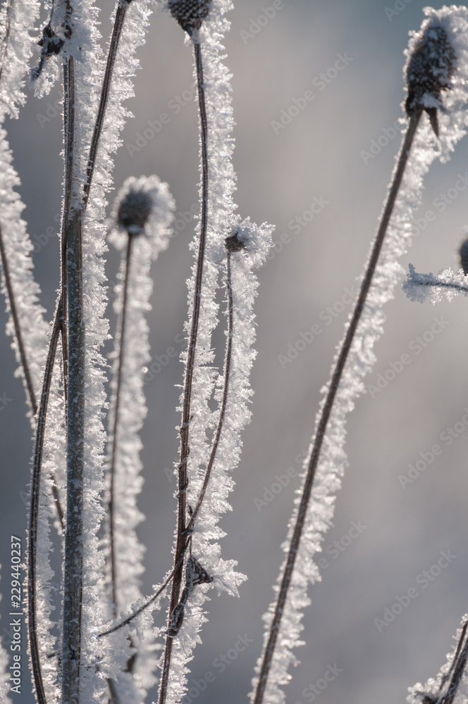 winter in the forest winter in the forest