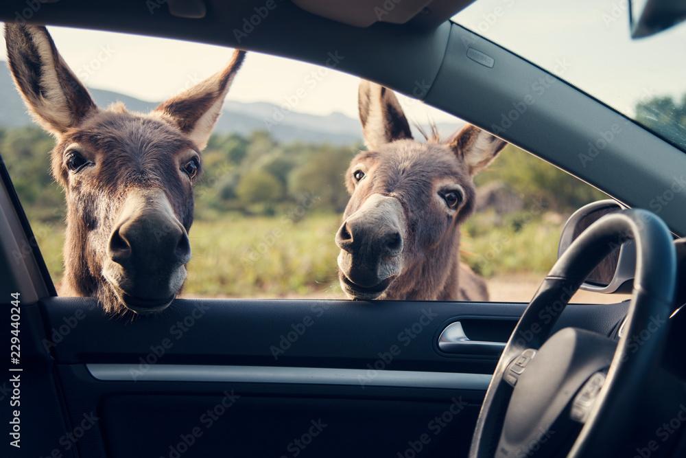 Φωτογραφία Two funny donkeys looikng to the car