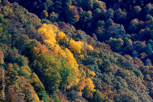 Scenic landscape with bright mountain forest in autumn