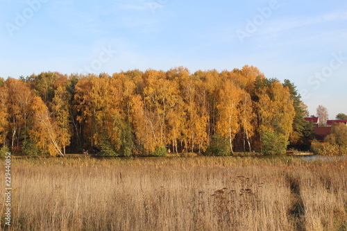 autumn landscape with trees and blue sky