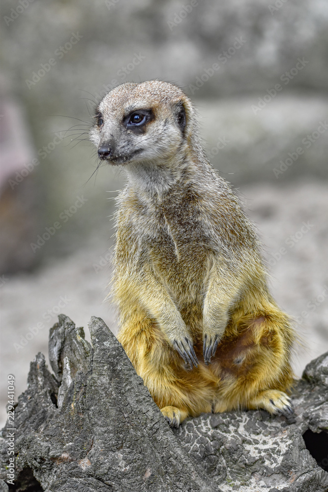 Fototapeta premium Meerkat closeup