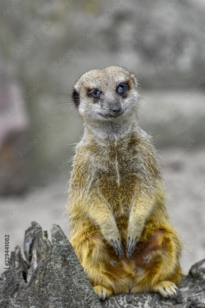 Fototapeta premium Meerkat closeup