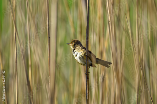 reed warbler on a reed
