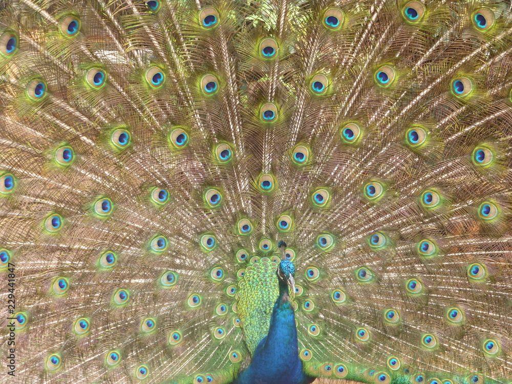 Obraz premium peacock