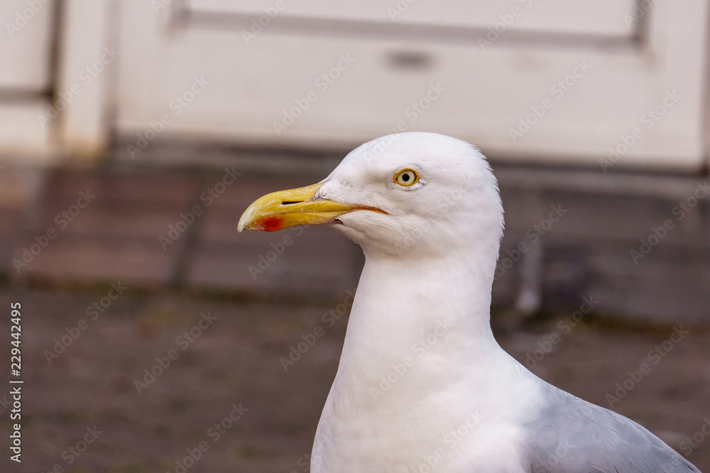portrait of eager looking sea gull portrait of eager looking sea gull