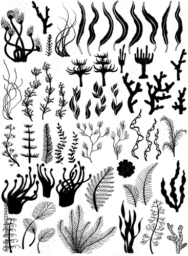 Set of marine plants and corals. Silhouettes