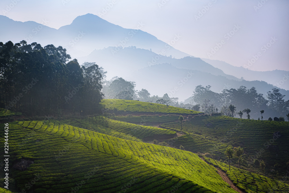 Tea plantations in the morning time in the vicinity of Munnar, Kerala, India. Green hills against the backdrop of misty mountains. Travel background.