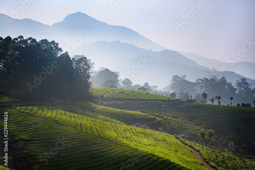 Obraz na płótnie Tea plantations in the morning time in the vicinity of Munnar, Kerala, India. Green hills against the backdrop of misty mountains. Travel background. w salonie