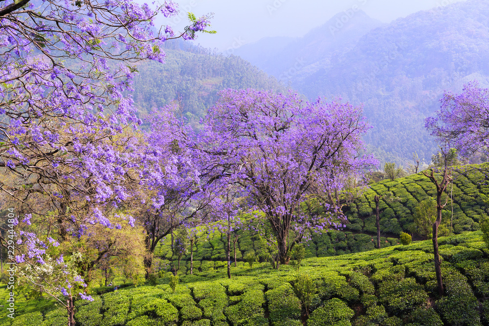 Jacaranda mimosifolia trees in full bloom on the background of tea plantations. The outskirts of Munnar, Kerala, India. Purple and lilac trees.