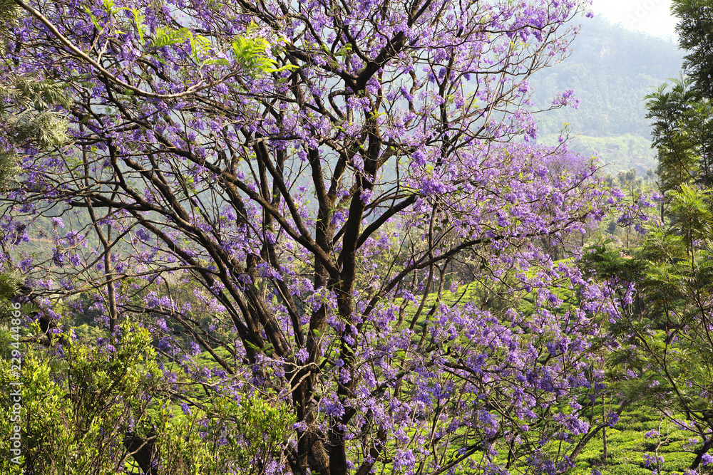 Jacaranda mimosifolia trees in full bloom on the background of tea plantations. The outskirts of Munnar, Kerala, India. Purple and lilac trees.