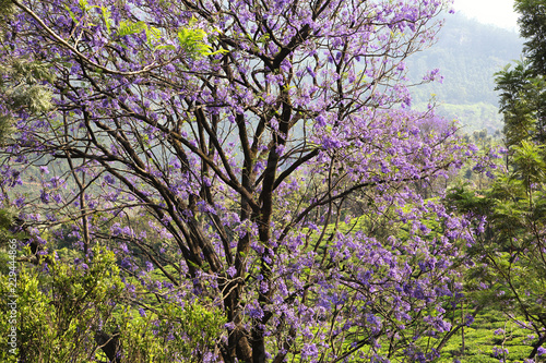 Obraz na płótnie Jacaranda mimosifolia trees in full bloom on the background of tea plantations. The outskirts of Munnar, Kerala, India. Purple and lilac trees. w salonie