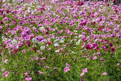 field of pink flowers