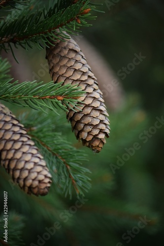 Christmas Pinecones