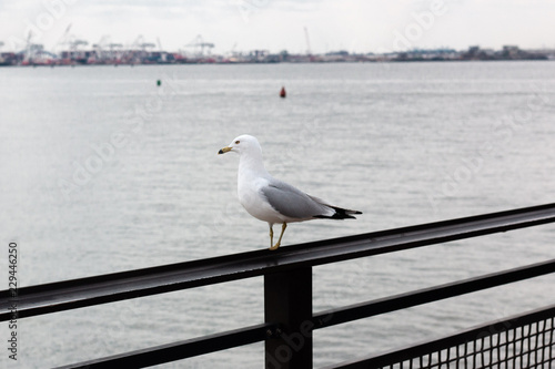 seagull on post