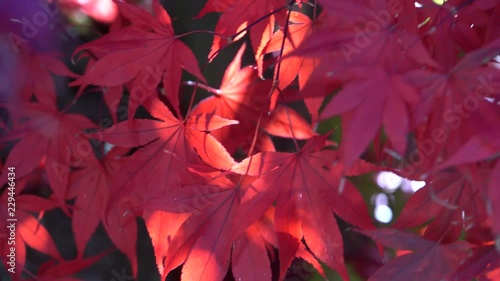 blutrote Blätter des Japanischer Ahorn im Herbst photo