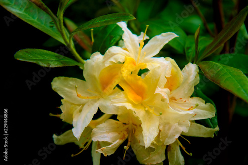 Deciduous rhododendron flowers.