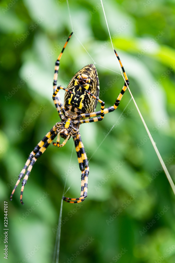 araña araña
