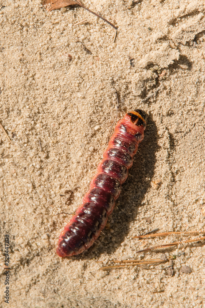 Large pink caterpillar from beetle. Large pink caterpillar from beetle.