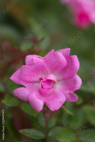 Flor Rosa   Pink Flower